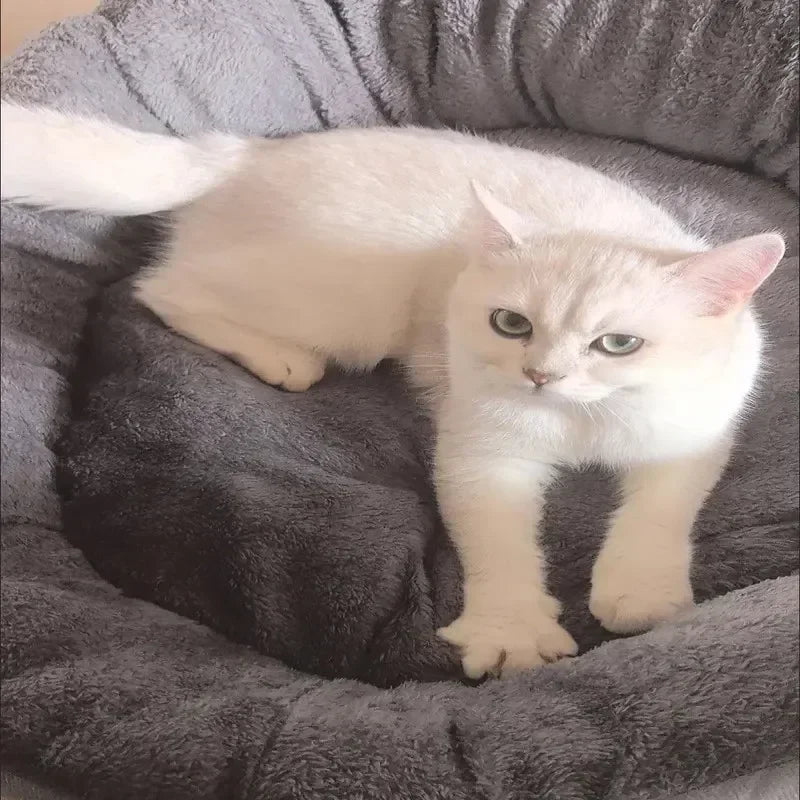 Coussin chien Lit Canapé Coton Douillet Lavable